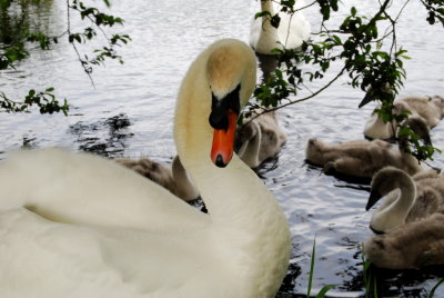 Swan family