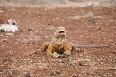 Land Iguana