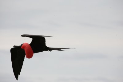 Magnificent frigate bird