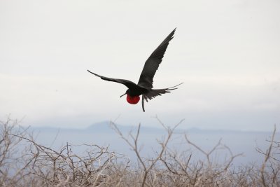 Magnificent frigate bird