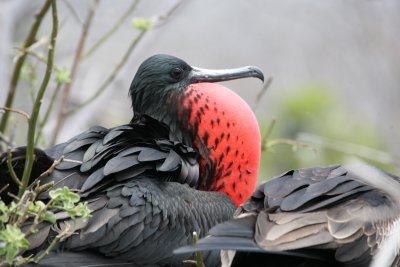 Magnificent frigate bird