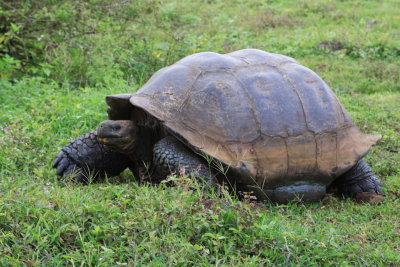 Galapagos giant tortoise