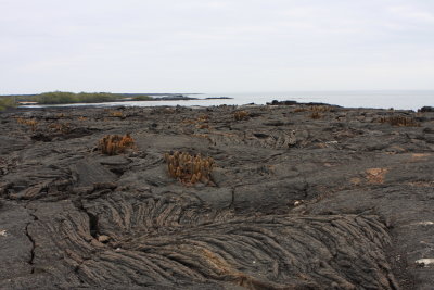 Lava fields