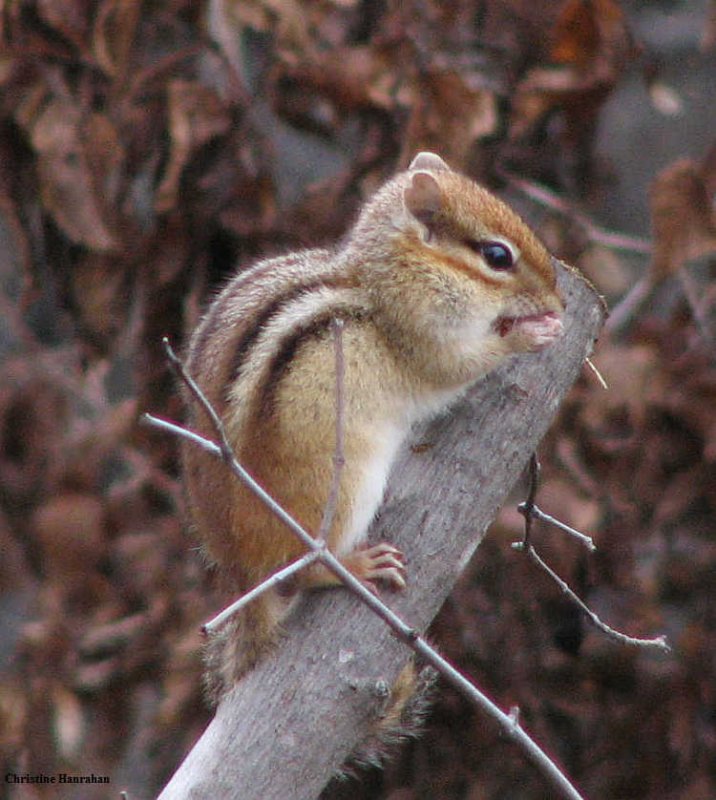 Chipmunk Eating Crabapples Photo Fletcher Wildlife Garden Photos