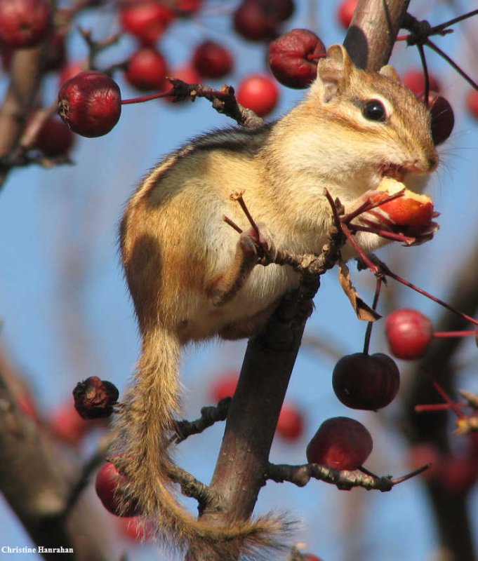 Chipmunk with crabapple