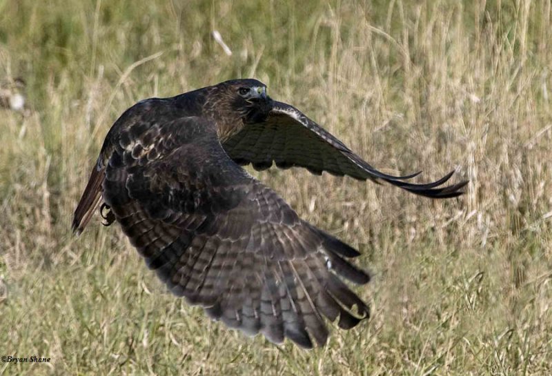 Red-tailed Hawk