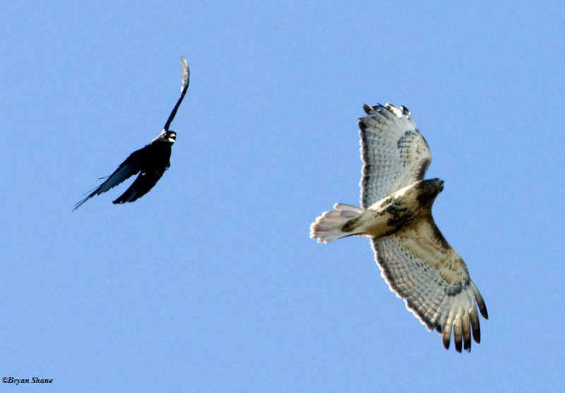 Red-tailed Hawk  and crow