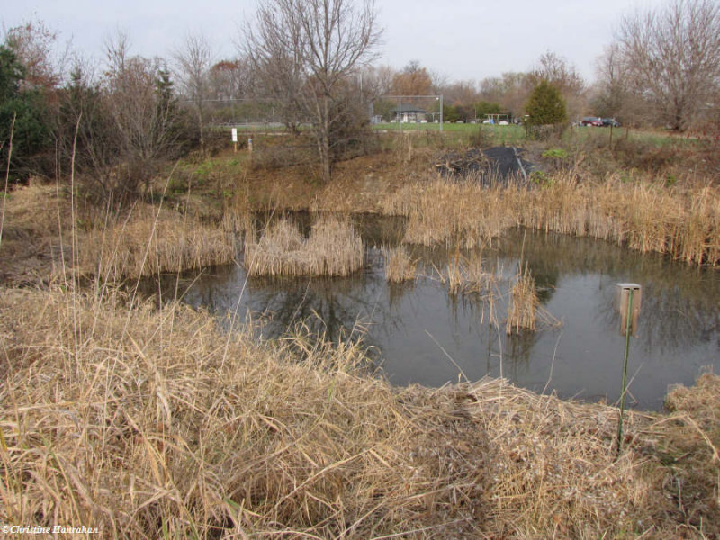 The pond in November