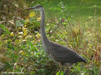 Great blue heron