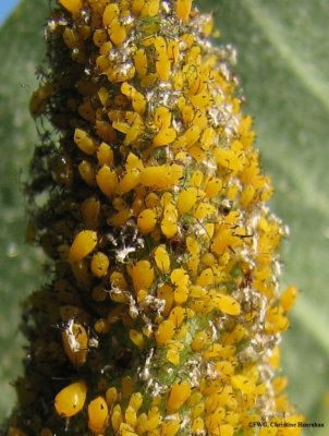 Aphids (Aphis nerii) on common milkweed