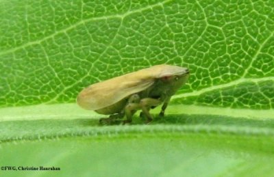 Spittlebug (Philaenus spumarius, var. populus)  on goldenrod
