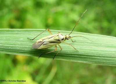 Plant bug (Stenotus sp.) on grass