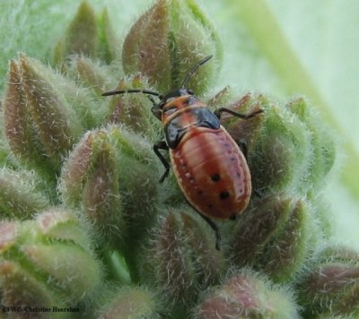 Small milkweed bug  (Lygaeus kalmii) nymph on common milkweed