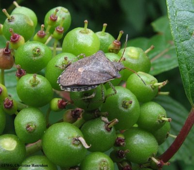 Stinkbug (Pentatomid) on red-osier dogwood fruit