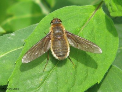 Bee fly (Poecilanthrax tegminipennis)
