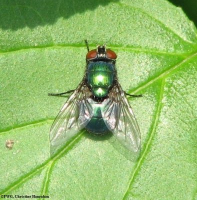Greenbottle fly (Lucilia sp.)