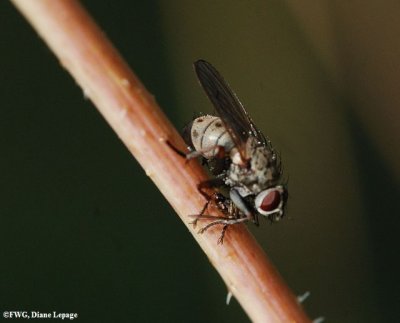 Muscid fly (prob. Coenosia tigrina)