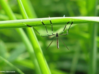 Phantom crane fly (Bittacomorpha clavipes)