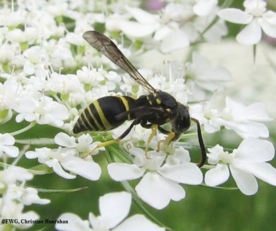 Catskill potter wasp (Ancistrocerus catskill)