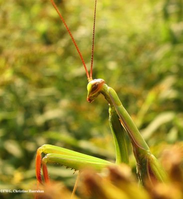 Praying mantis (<em>Mantis religiosa</em>)