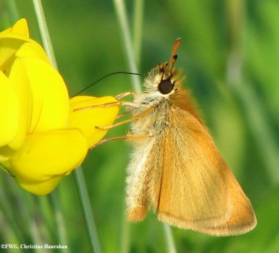 European skipper (Thymelicus lineola)