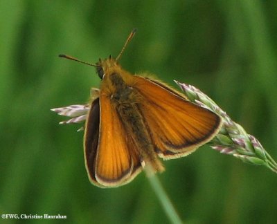 European skipper (Thymelicus lineola)