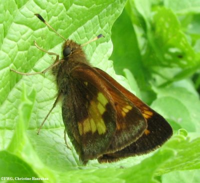 Hobomok skipper (Poanes hobomok)