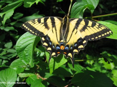 Tiger swallowtail (<em>Papillio canadensis</em>)