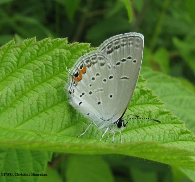 Eastern tailed blue (Everes comyntas)