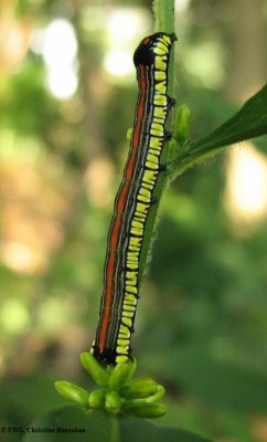 Brown-hooded owlet caterpillar (Cucullia convexipennis), #10202