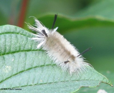 Banded tussock moth caterpillar(Halysidota tessellaris), #8203