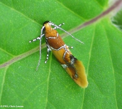 Concealer moth (Epicallima argenticinctella),  #1046