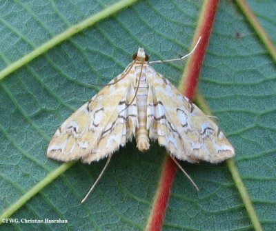 Pondside pyralid moth (Elophila icciusalis), #4748
