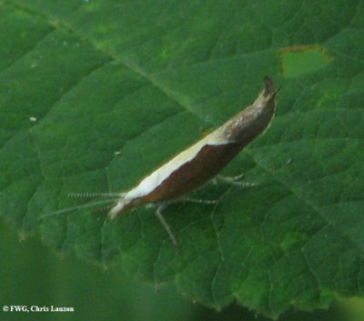Honeysuckle moth (Ypsolopha dentella), #2375