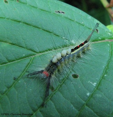 White-marked tussock (Orygia leucostigma) caterpillar