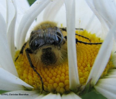 Flower scarab beetle (Trichiotinus affinis)