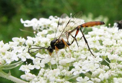 Ichneumonid wasp (Ichneumonidae sp.)