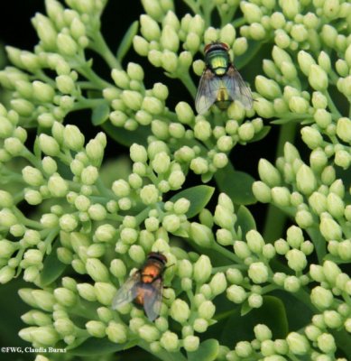 Greenbottle flies (Lucilia sp.)