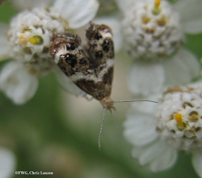 Metalmark moth (Tebenna onustana),  #2648