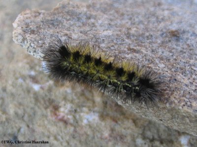 Virginia ctenucha moth caterpillar (Ctenucha virginica), #8262