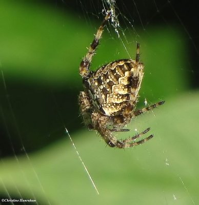 Spiders and Harvestmen (Arachnida) of the FWG 