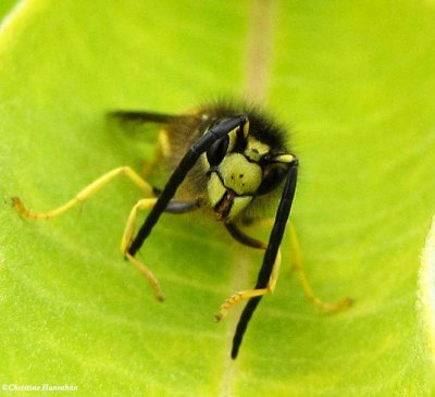 Alaska yellowjacket (Vespula alascensis)