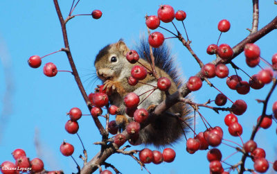 Red squirrel/cureuil  roux eating crabapples