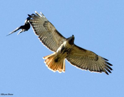 Red-tailed Hawk  and crow