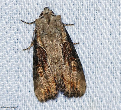 Double lobed Moth (Lateroligia ophiogramma), #9385.1