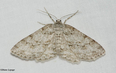 Small Engrailed moth (<em>Ectropis crepuscularia</em>), #6597