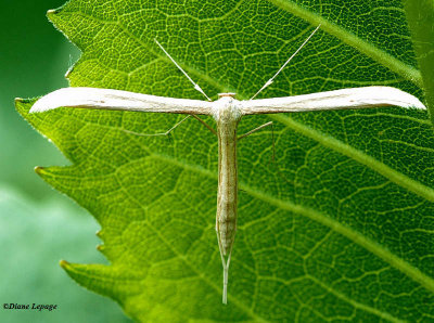 Morning-glory Plume moth (Emmelina monodactyla), #6234