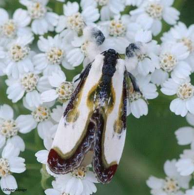 Beautiful Wood-Nymph (Eudryas grata), #9301