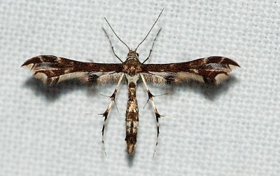 Himmelman's plume moth (Geina tenuidactyla), #6092