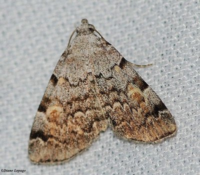 Common Idia moth (Idia aemula), #8323